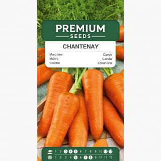 Marchew Chantenay - 2550 nasion