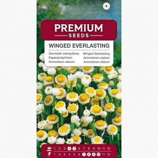 Złociszek oskrzydlony, Wiekuistka