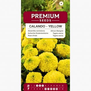 Aksamitka wzniesiona karłowa Calando - żółta