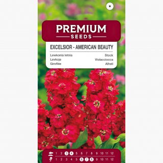 Lewkonia letnia - Excelsior - American Beauty