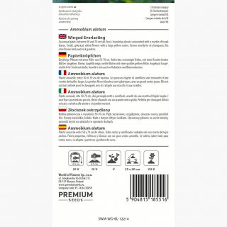 Złociszek oskrzydlony, Wiekuistka