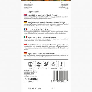 Aksamitka wzniesiona karłowa Calando - pomarańczowa