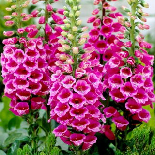 Naparstnica różowa - Camelot Rose - GIGA paczka! - 50 szt.