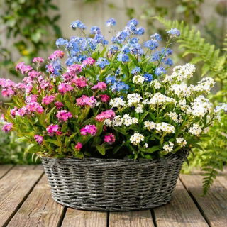 Niezapominajka biała, niebieska i różowa - zestaw 3 odmian nasion