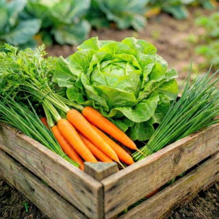 Warzywa do uprawy współrzędnej - Zestaw 6 - 3 gatunki nasion