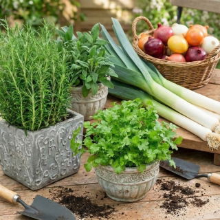 Zestaw roślin odstraszających szkodniki - połyśnica marchwianka - 5 gatunków nasion