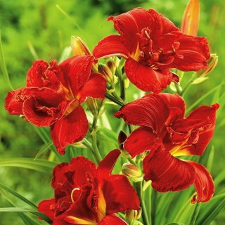 Liliowiec Double Firecracker - GIGA paczka! - 50 szt.