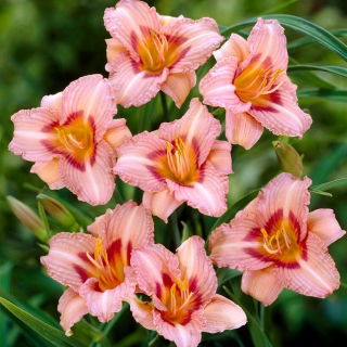 Liliowiec Longfields Glory - GIGA paczka! - 50 szt.