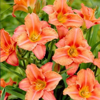 Liliowiec South Seas - GIGA paczka! - 50 szt.