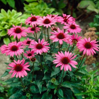 Jeżówka purpurowa - wielkokwiatowa - The King - GIGA paczka! - 50 szt.