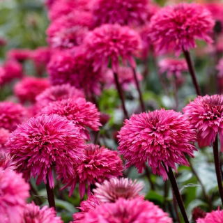 Jeżówka pełna - Blackberry Truffle - GIGA paczka! - 50 szt.