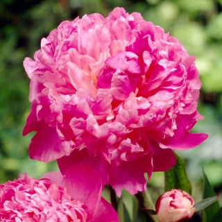 Piwonia, Paeonia - Louis van Houtte - sadzonka - GIGA paczka! - 50 szt.
