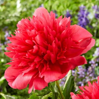 Piwonia, Paeonia - Many Happy Returns - sadzonka - GIGA paczka! - 50 szt.