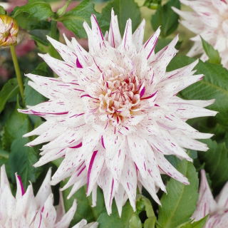 Dalia - Mick's Peppermint - duża paczka! - 10 szt.