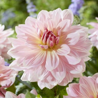 Dalia - Fairway Pilot - duża paczka! - 10 szt.