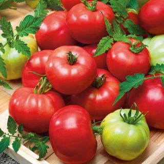 Pomidor Esmira F1 - malinowy, profesjonalny, odporny, bez zielonej piętki - 10 nasion