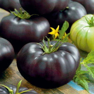 Pomidor Black Beauty - mięsisty, wysoki, gruntowy, słodki, czerwony w przekroju - HIT!