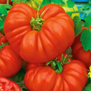 Pomidor Beefsteak - typ befsztyk, bardzo mięsisty, owoce XXL, stara odmiana