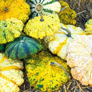 Patison ozdobny Strie Melange - kolorowa mieszanka