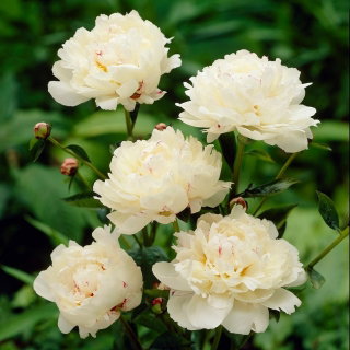 Piwonia, Paeonia - Festiva Maxima - sadzonka - GIGA paczka! - 50 szt.