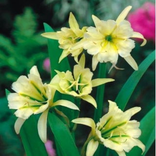 Ismena Sulphur Queen - Błonczatka - GIGA paczka! - 50 szt.