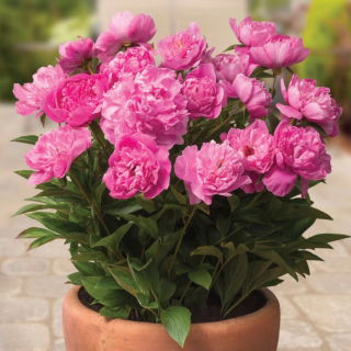 Piwonia, Paeonia - Patio Rome - niska, doniczkowa - sadzonka - duża paczka! - 10 szt.