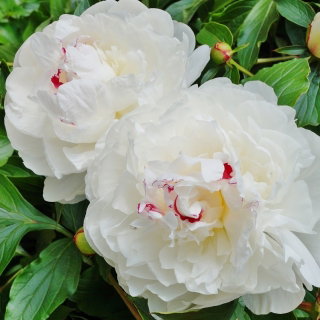 Piwonia, Paeonia - Festiva Maxima - sadzonka - duża paczka! - 10 szt.