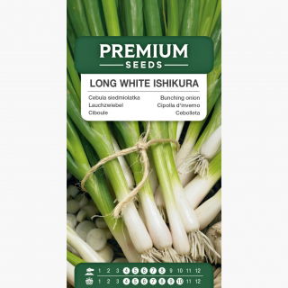 Cebula siedmiolatka - zielona - 675 nasion