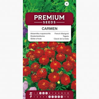 Aksamitka rozpierzchła Carmen - brązowa - 350 nasion