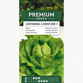 Sałata Lentissima a Montare 3 - rzymska, jasnozielona - 950 nasion