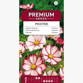 Onętek, Kosmos Sensation wysoki - Picotee