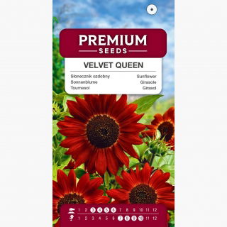 Słonecznik Velvet Queen