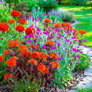 Firletka - zestaw 3 barwnych odmian