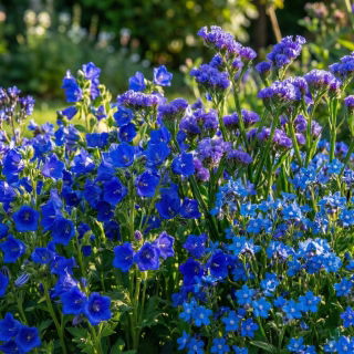 Indian Ocean - zestaw 3 odmian nasion kwiatów