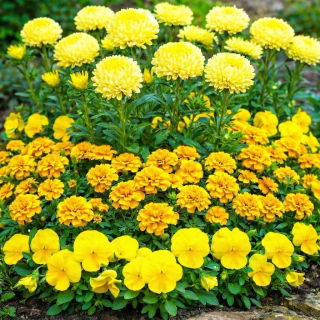 Pustynna Burza - zestaw 3 odmian nasion kwiatów