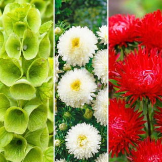 Włoska flaga - zestaw 3 odmian nasion kwiatów