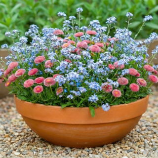 Stokrotka różowa + niezapominajka - zestaw 2 gatunków nasion