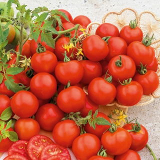 Pomidor Harzfeuer F1 - gruntowy, znany i ceniony w Europie - 175 nasion