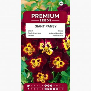 Bratek wielokwiatowy wittrockiana brązowy z żółtą plamą - 320 nasion