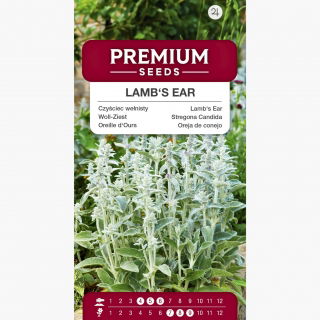 Czyściec wełnisty - 110 nasion