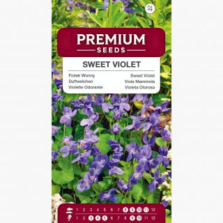 Fiołek Wonny ( Viola Odorata ) - 120 nasion