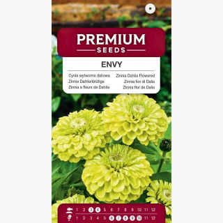 Cynia wytworna daliowa Envy - 120 nasion