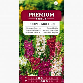 Dziewanna fioletowa - 800 nasion