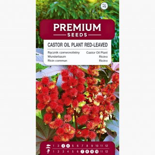 Rącznik - 6 nasiona