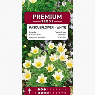 Sasanka - Anemone pulsatilla - biała