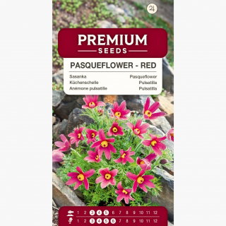 Sasanka - Anemone pulsatilla - czerwona