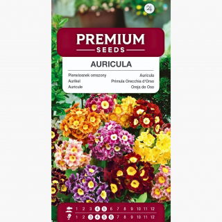 Pierwiosnek omszony - 110 nasion