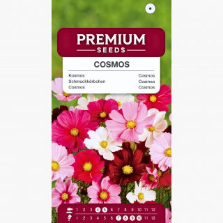 Kosmos Onętek - 150 nasion