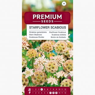 Wdówka gwiaździsta - 25 nasion