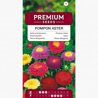 Aster chiński pomponowy - 500 nasion